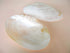 giant pearl mussel shelf half